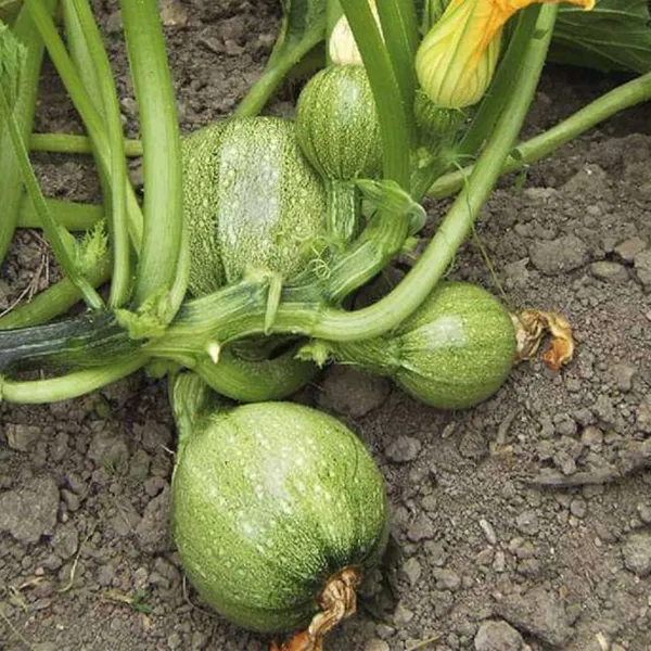 Chappan_Kaddu_Seeds