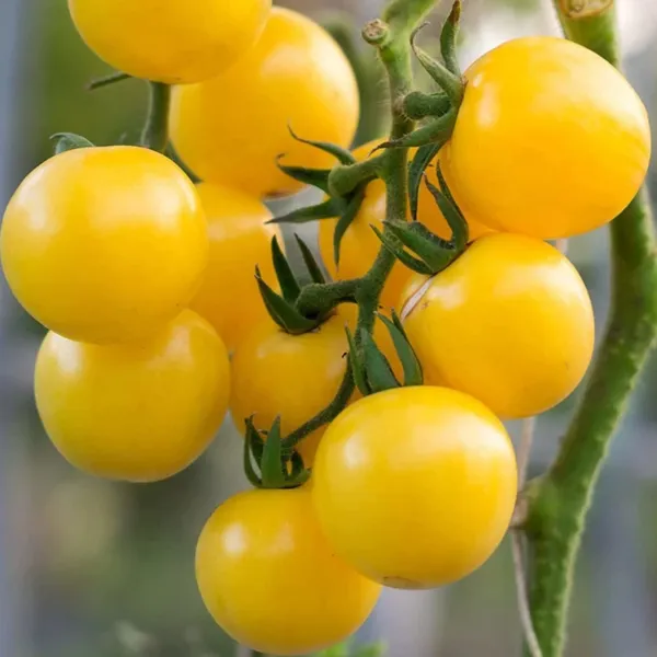 Cherry_Tomato_Yellow_F1_Hybrid_Seeds