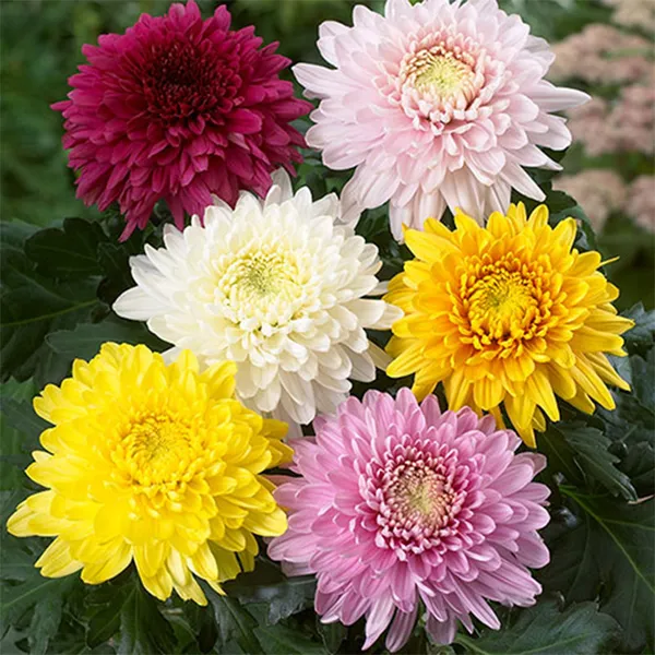 Chrysanthemum_(Paludo_Mix)