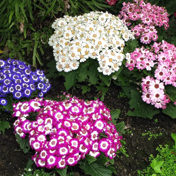 Cineraria_(Dwarf_Mix)_Seeds