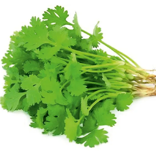 Coriander__Seeds