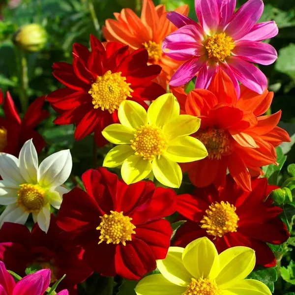 Dahlia_(Top_Mix)__Seeds