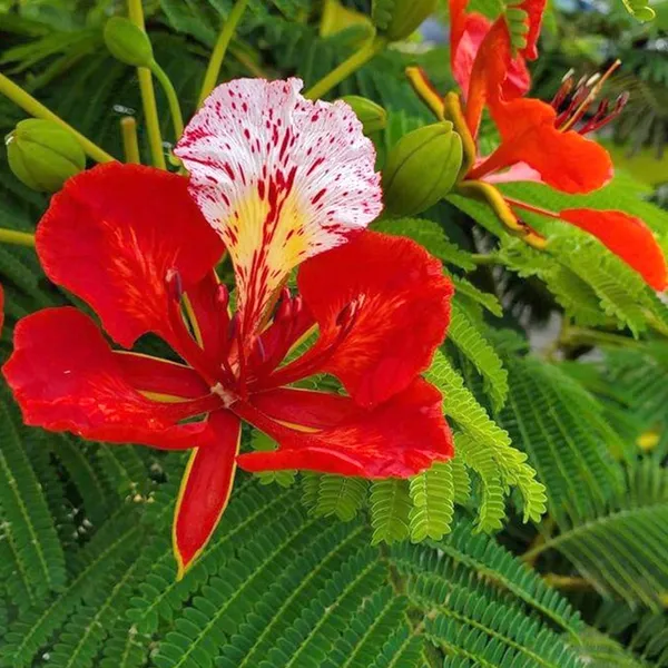 Delonix_Regia_(Gulmohar_|_Flame_Tree_Seeds)