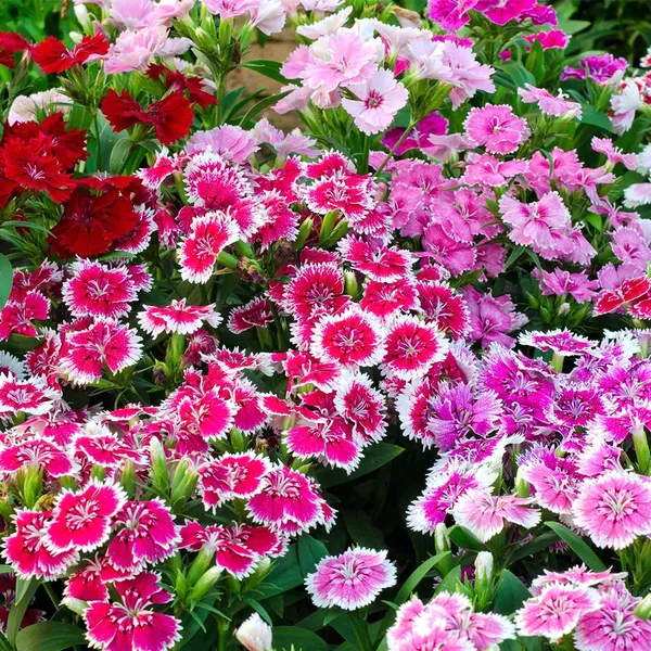 Dianthus_(Baby_Mix)__Seeds