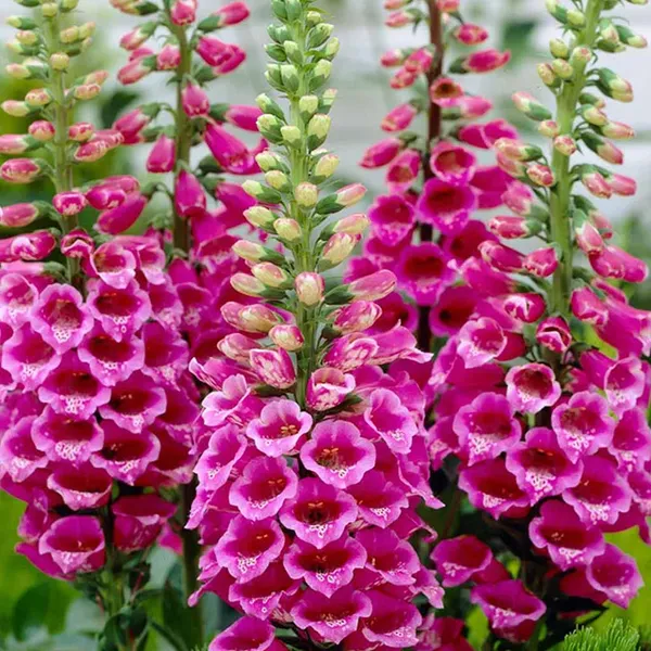 Digitallis_–_Purpurea_Mix_F1