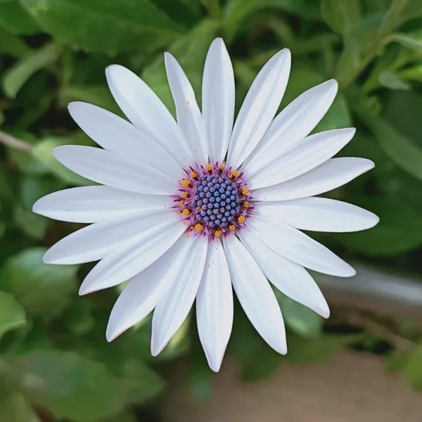 Dimorphotheca_(KS_Spl_White)_Seeds