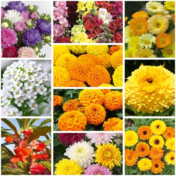 Flower_Seeds_Bundle_Pack_1_–_10_Varieties_Combo