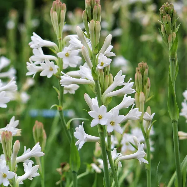 Rajnigandha_20_Bulbs