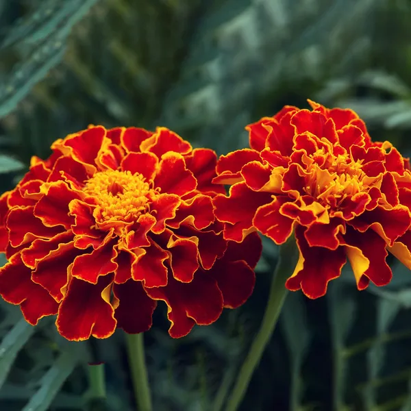 French_Marigold_(KS_Spl_Scarlet_Red)