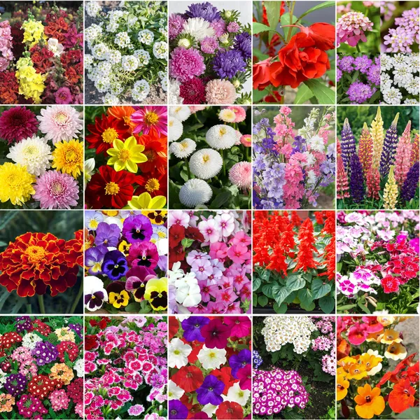 20_All_Season_Flower_Combo_Pack
