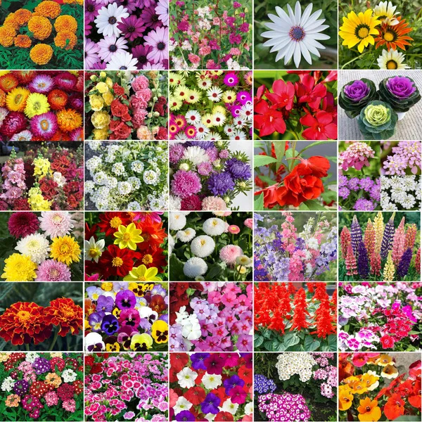 30_Varieties_Flower_Seeds_Mega_Combo_Pack