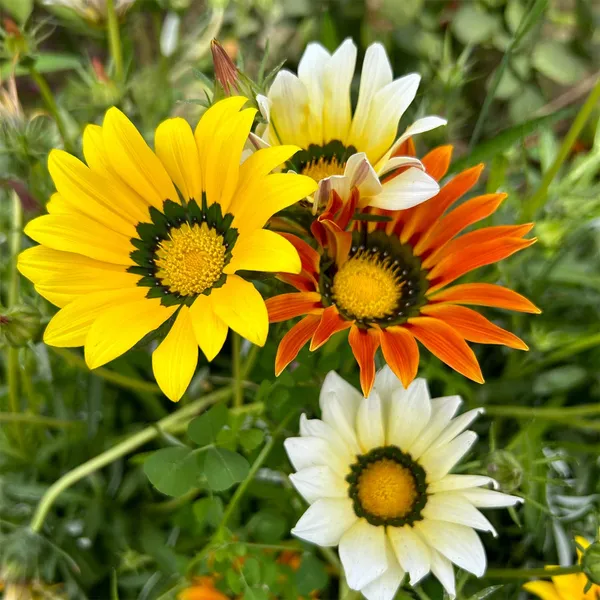 Gazania_(Suns_Mix)__Seeds