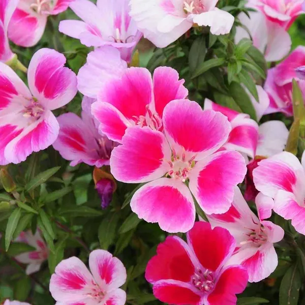 Godetia_–_Dwarf_Special_Mix_F1