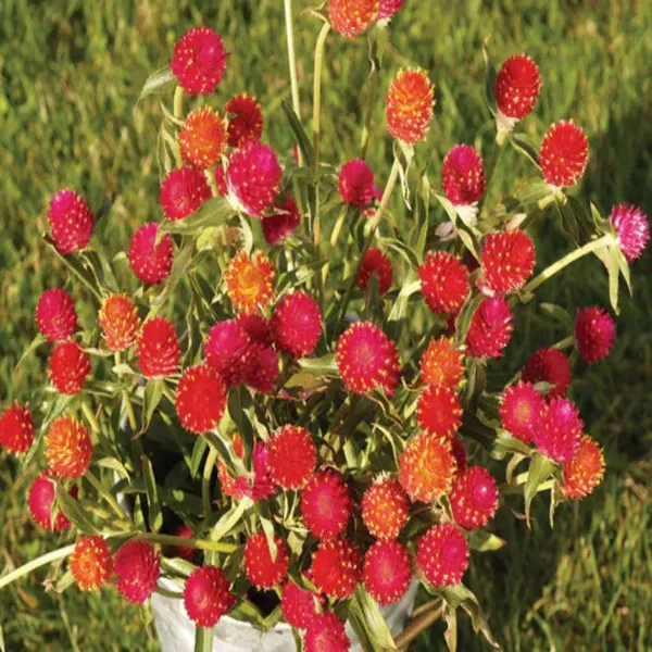 Gomphrena_–_QIS_Mix_F1