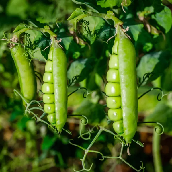 Green_Peas_Seeds
