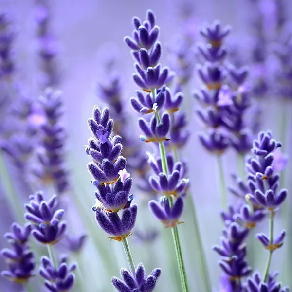 Lavender__|_लैवेंडर_के_बीज_50_Seeds