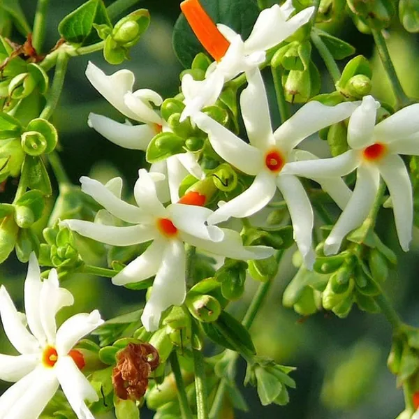 Harsingar_Seeds_(20_seeds)