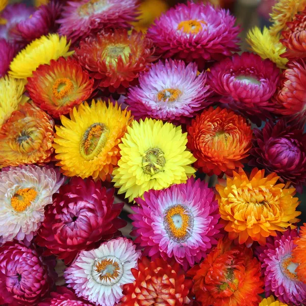 Helichrysum_(Dwarf_Mix)__Seeds