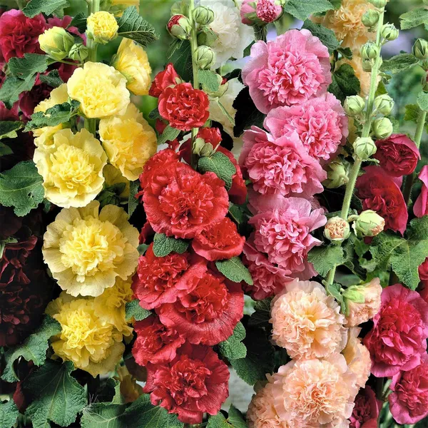 Hollyhock_(KS_Spl_Mix)__Seeds