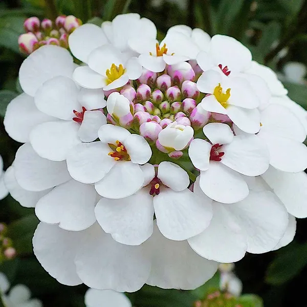 Iberis_–_(Candytuft)_Snow_Flurries_F1
