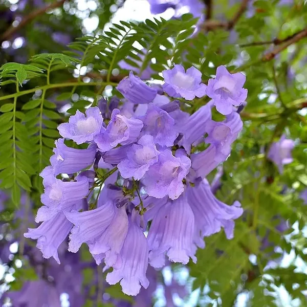 Blue_Jacaranda_(Jacaranda_Mimosifolia_Seeds)