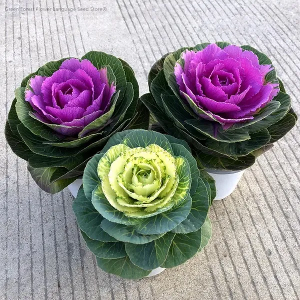 Kale_(Orna_Colourwise)__Seeds