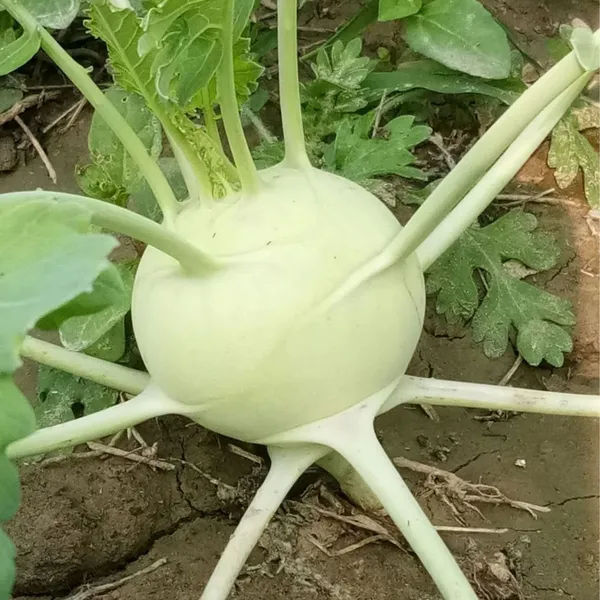 Knol-Khol_F-1_Hybrid_Seeds