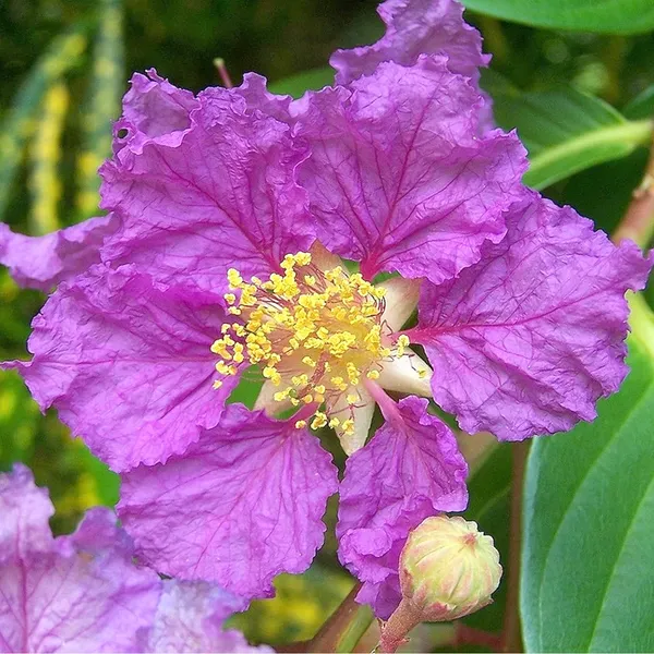 Lagerstroemia_Speciosa_(Pride_of_India_|_Queen's_Crape_Myrtle_Seeds)