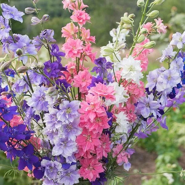 Larkspur_(KS_Spl_Mix)_Seeds