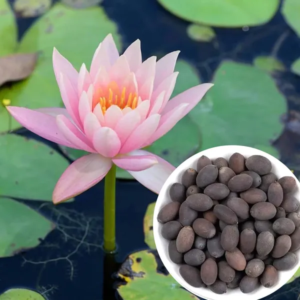 Lotus_Flower_Seeds_–_Pink_&_White_Varieties-Pack_of_5_Seeds_(कमल_के_बीज)