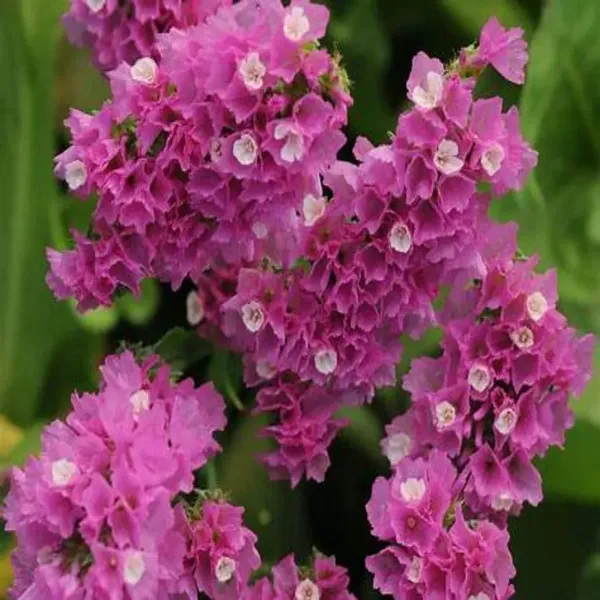 Limonium_–_QIS_Rose_F1