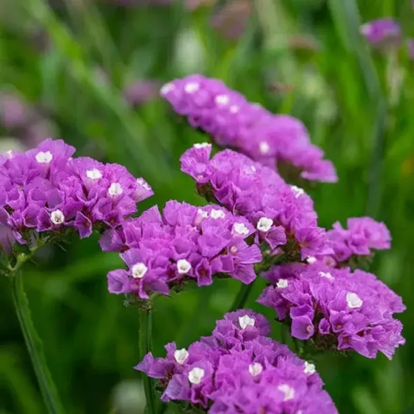 Limonium_–_Sinuatum_Hipster_Rose_F1