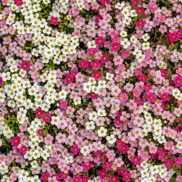 Lobularia_Maritima_–_Wonderland_Mix_Raw_F1