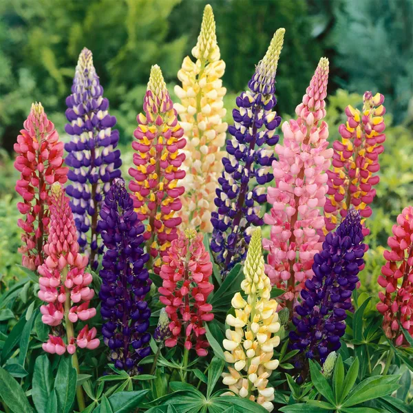 Lupin_(Pixie_Mix)__Seeds