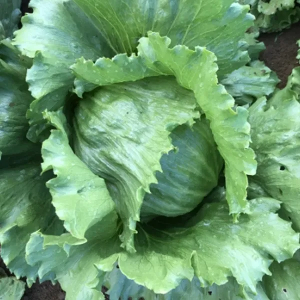 Lettuce_Iceberg_Seeds