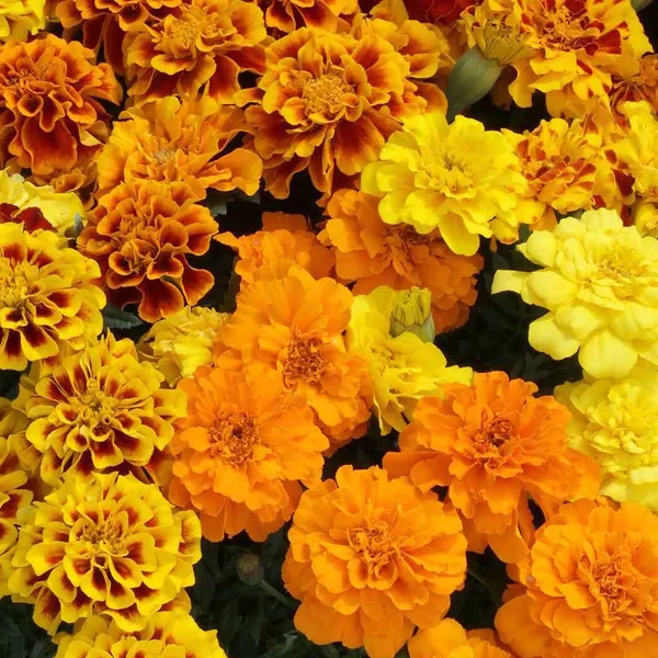 Marigold_–_French_Alumina_Series_F1