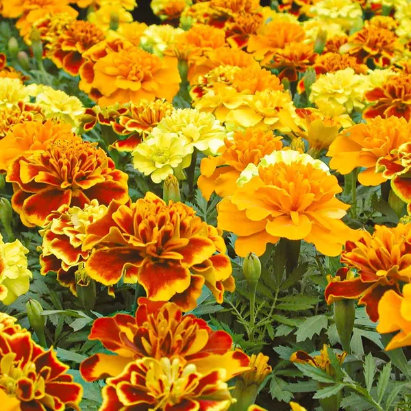 Marigold_–_French_Bonanza_Series_F1