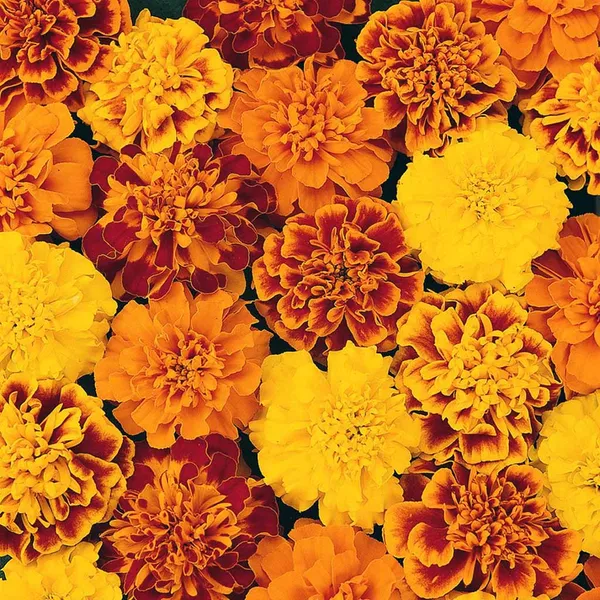 Marigold_–_French_Cresta_Series_F1