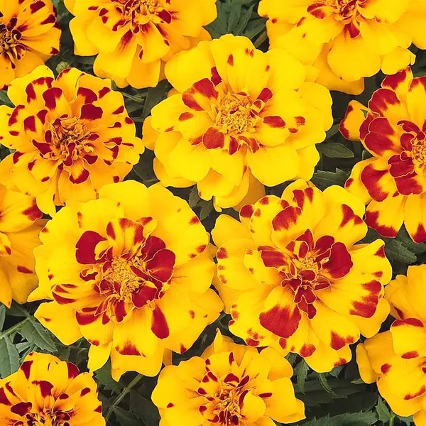 Marigold_–_French_Durango_Series_F1