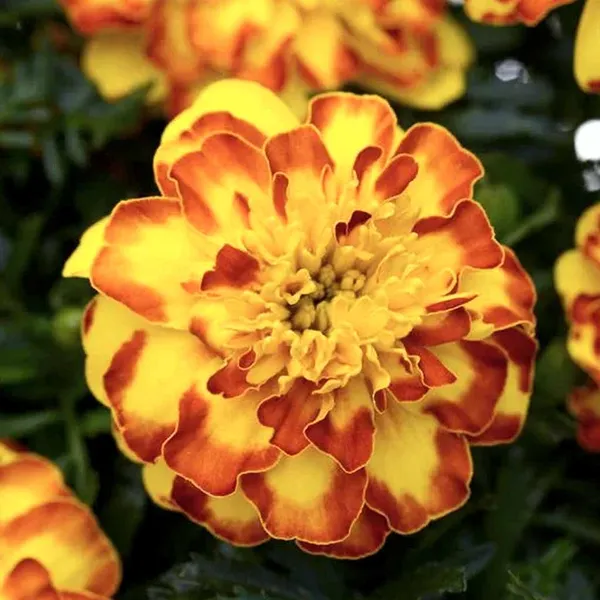 Marigold_–_French_Flamenco_F1