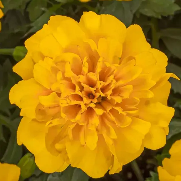 Marigold_–_French_Happy_Series_F1