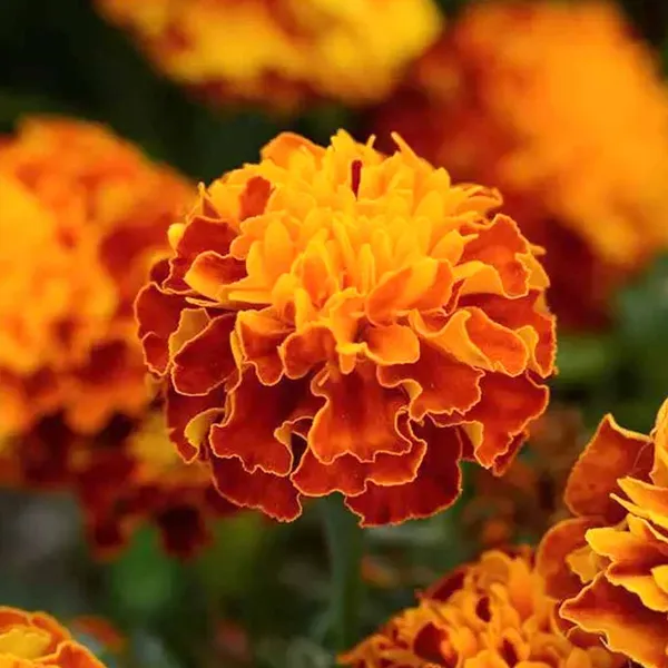 Marigold_–_French_Hot_Pack_Series_F1_|_Vibrant_French_Marigold