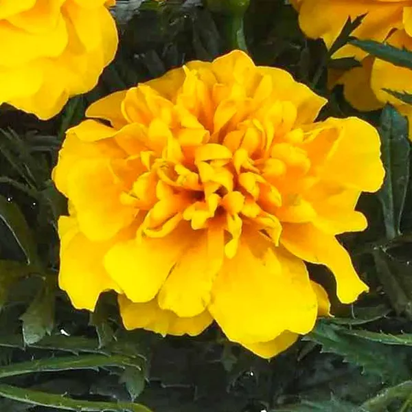 Marigold_–_French_Safari_Series_F1