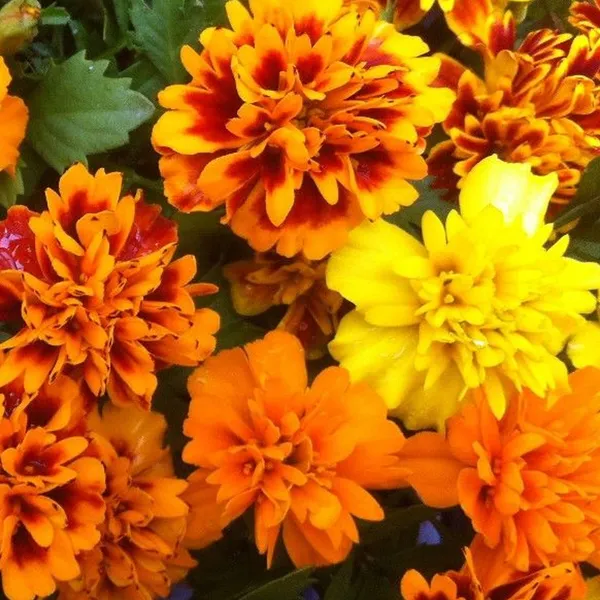 Marigold_–_French_Super_Hero_Series_F1