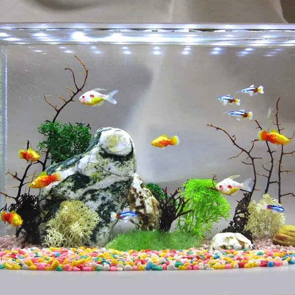 Multicolor_Pebbles_Stone