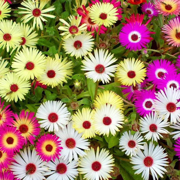 Mesembryanthemum_(KS_Spl_Mix)__Seeds
