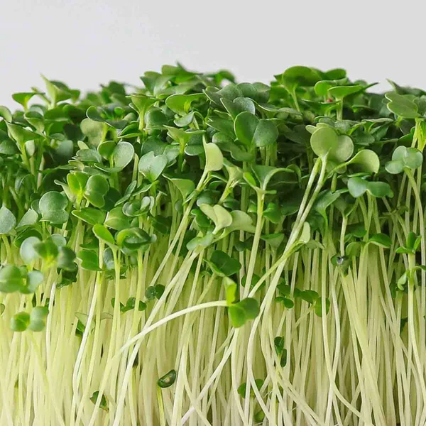 Broccoli_Green_Microgreens