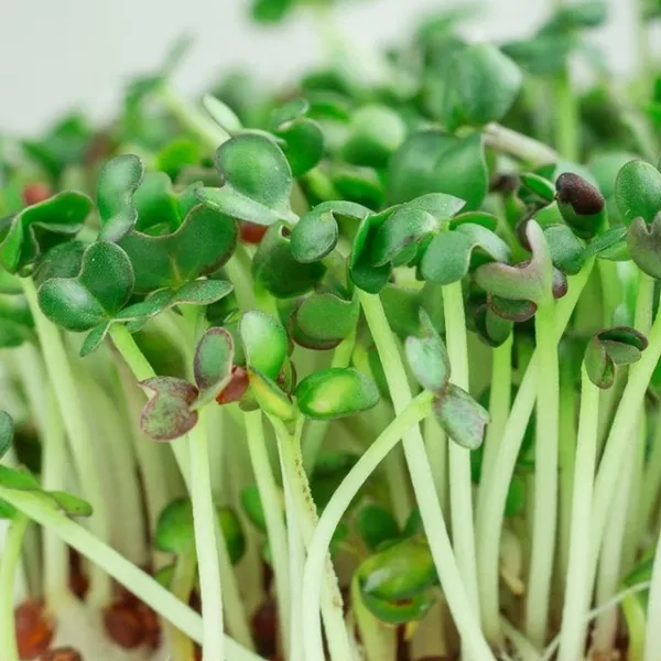 Mustard_Microgreens_Seeds