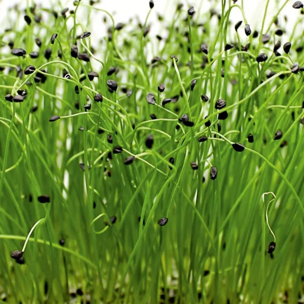 ONION_(MICROGREEN)