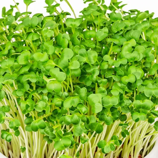 Radish_Microgreens_Seeds